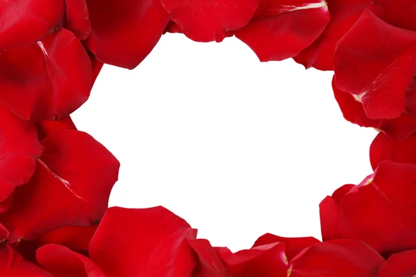 Красивые красные лепестки роз на белом фоне — стоковое фото