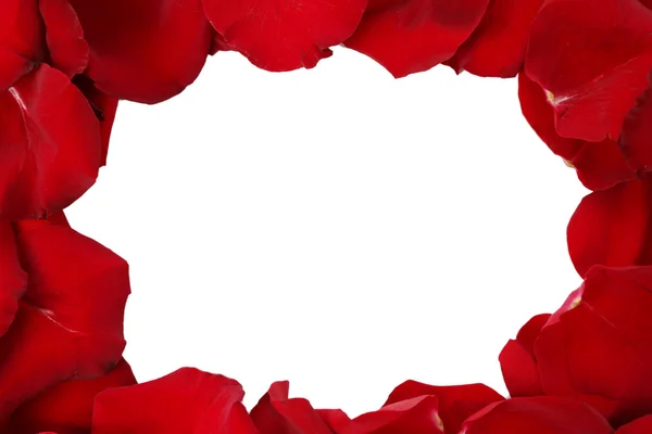 Krásné červené růže okvětní lístky s bílým pozadím — Stock fotografie