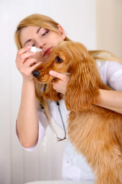 Belle jeune vétérinaire femelle avec chien en clinique — Photo