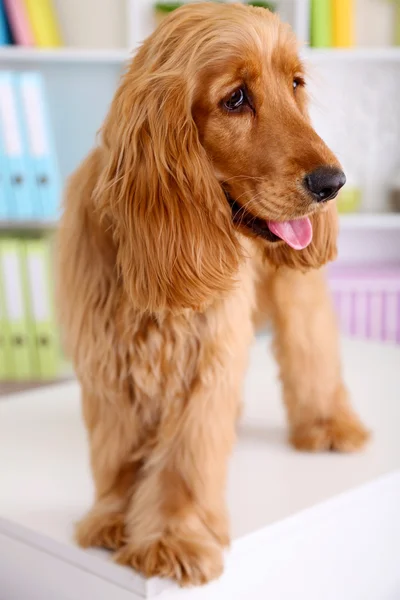 Piękne cocker spaniel na jasnym tle — Zdjęcie stockowe