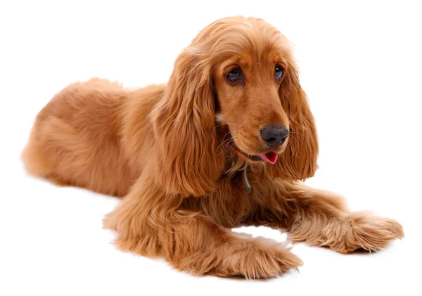 Hermoso cocker spaniel aislado en blanco —  Fotos de Stock