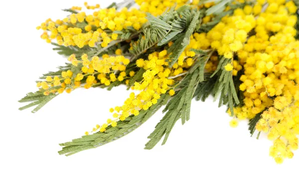 Ramoscelli di fiori di mimosa isolati su bianco — Foto Stock