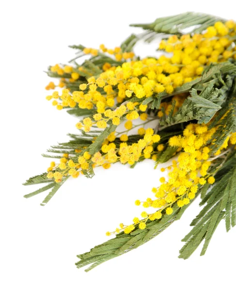 Twigs of mimosa flowers isolated on white — Stock Photo, Image