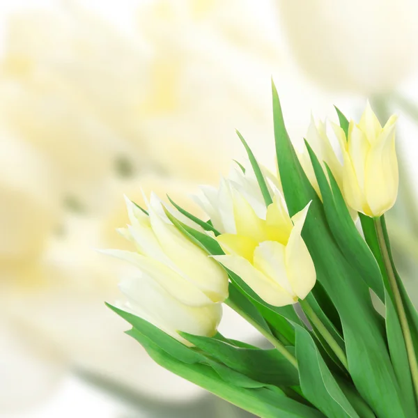Mooie witte tulpen op lichte achtergrond — Stockfoto