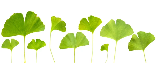 Collage of ginkgo biloba leaves isolated on white — Stock Photo, Image