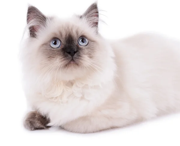 Gato bonito isolado em branco — Fotografia de Stock