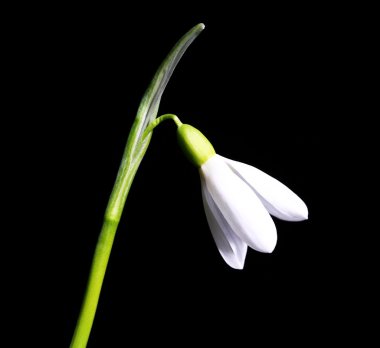 επιτραπέζια παιχνίδια σε ένα ξύλινο κουτί που απομονώνονται σε πράσινο. οριζόντια