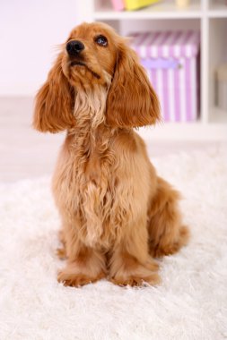 Oda güzel yavru horoz İspanyol