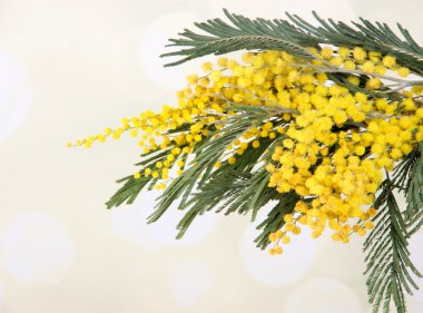 Mimoza çiçek, dal yakın çekim