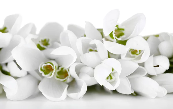 Beautiful snowdrops, isolated on white — Stock Photo, Image