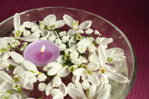 Wunderschöne Schneeglöckchen und Kerze in Glasschale mit Wasser, auf violettem Hintergrund — Stockfoto