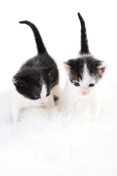 Gatinhos bonitos — Fotografia de Stock