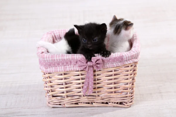 Söta små kattungar i korg — Stockfoto