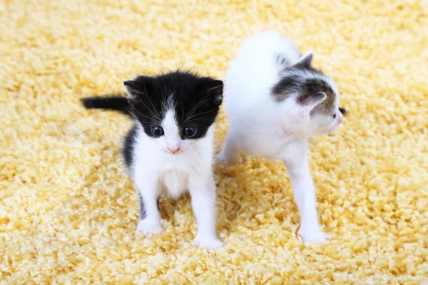Cute little kittens — Stock Photo, Image
