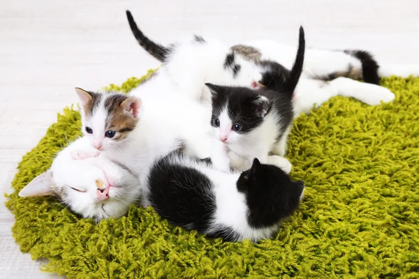 Bonito gato mãe e gatinhos pequenos — Fotografia de Stock