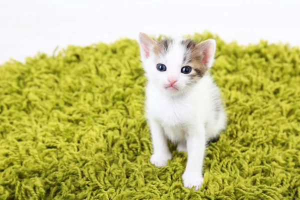 Cute little kitten — Stock Photo, Image