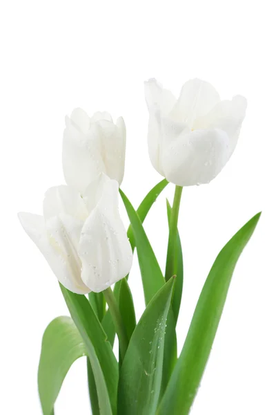 Tulipas bonitas isoladas em branco — Fotografia de Stock