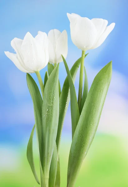 Beautiful tulips on bright background — Stock Photo, Image
