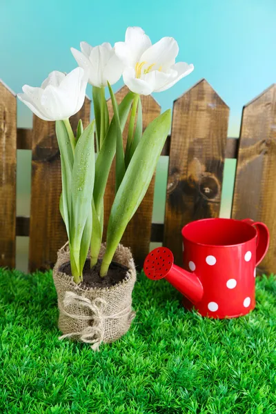 Mooie tulpen in pot op groen gras, op lichte achtergrond — Stockfoto