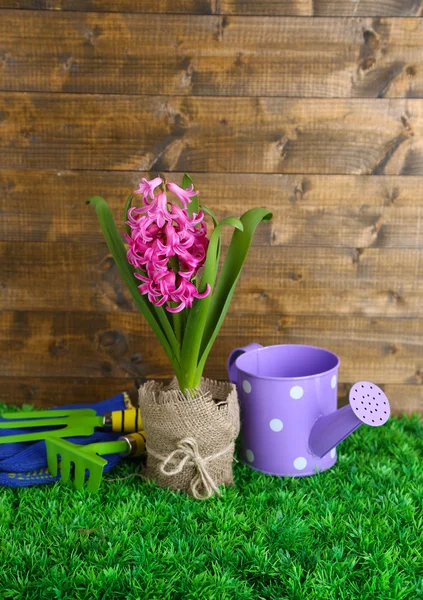 Composição com equipamento de jardim e bela flor jacinto rosa em vaso, na grama verde, no fundo de madeira — Fotografia de Stock