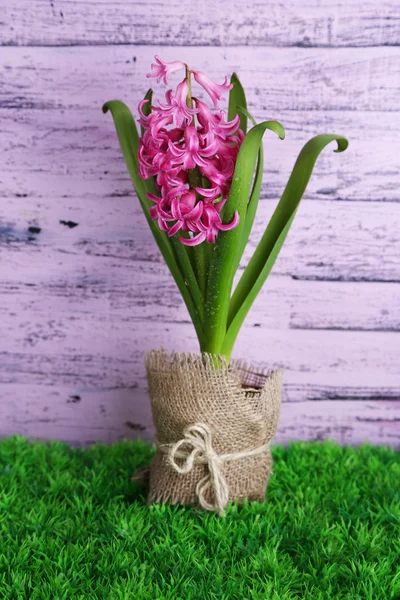 Bunga hyacinth merah muda yang indah dengan latar belakang kayu berwarna — Stok Foto