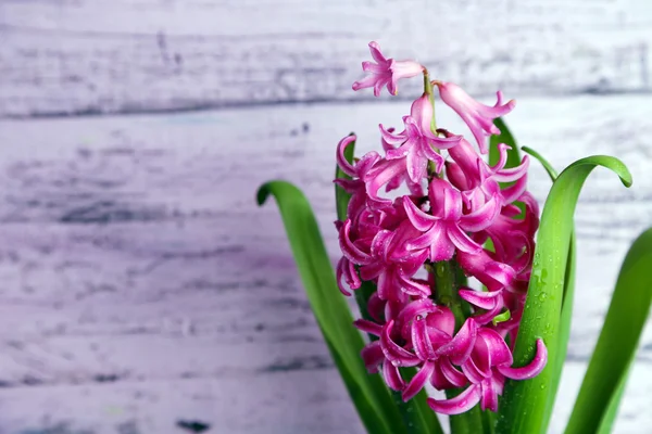 Schöne rosa Hyazinthe-Blume auf farbigem Holzhintergrund — Stockfoto