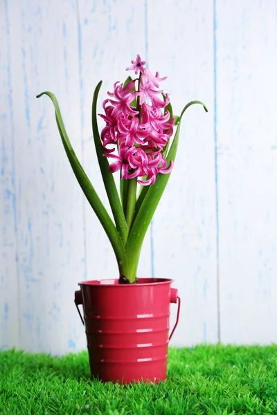 Beautiful hyacinth flower in decorative bucket on color wooden background — Stock Photo, Image