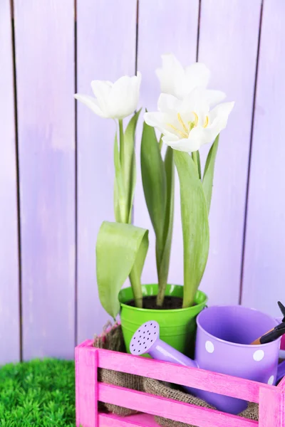 Krásné tulipány v dřevěné koše, na zelené trávě na barevné dřevěné pozadí — Stock fotografie