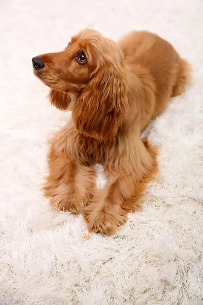 Hermoso cocker spaniel en alfombra blanca —  Fotos de Stock