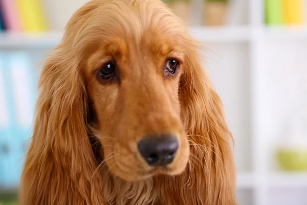 Belo cocker spaniel no fundo brilhante — Fotografia de Stock