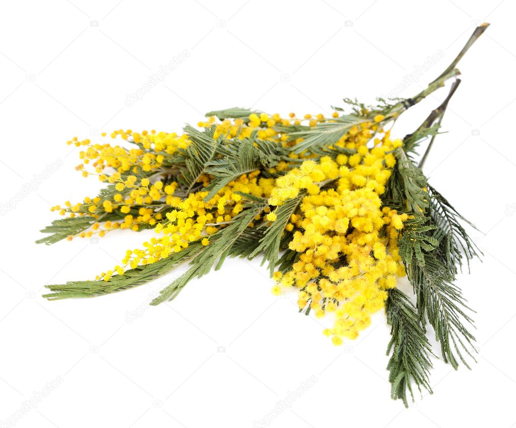 Twigs of mimosa flowers isolated on white