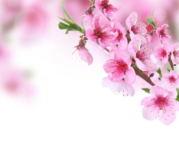 Vacker rosa peach blossom på ljus bakgrund — Stockfoto