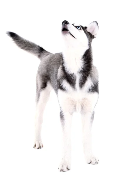 Schöne süße Husky-Welpen, isoliert auf weiß — Stockfoto