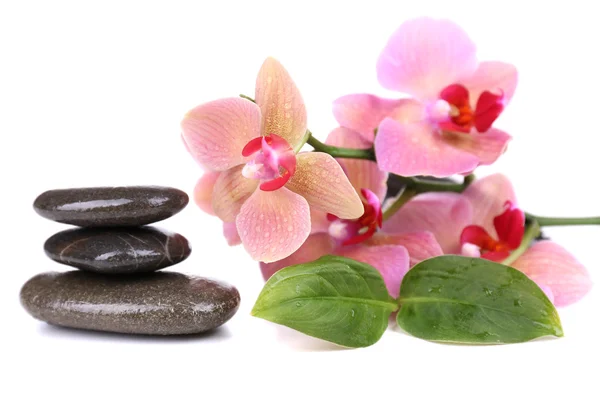 Composición con hermosa orquídea floreciente con gotas de agua y piedras de spa, aisladas en blanco —  Fotos de Stock