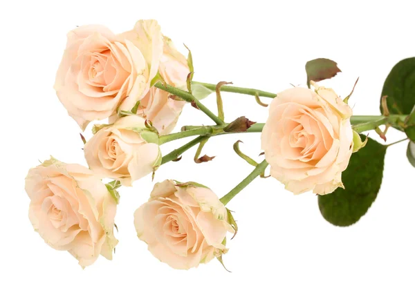 Beautiful roses isolated on white — Stock Photo, Image