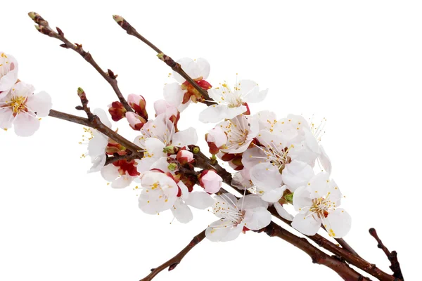 Beautiful apricot blossom isolated on whit — Stock Photo, Image