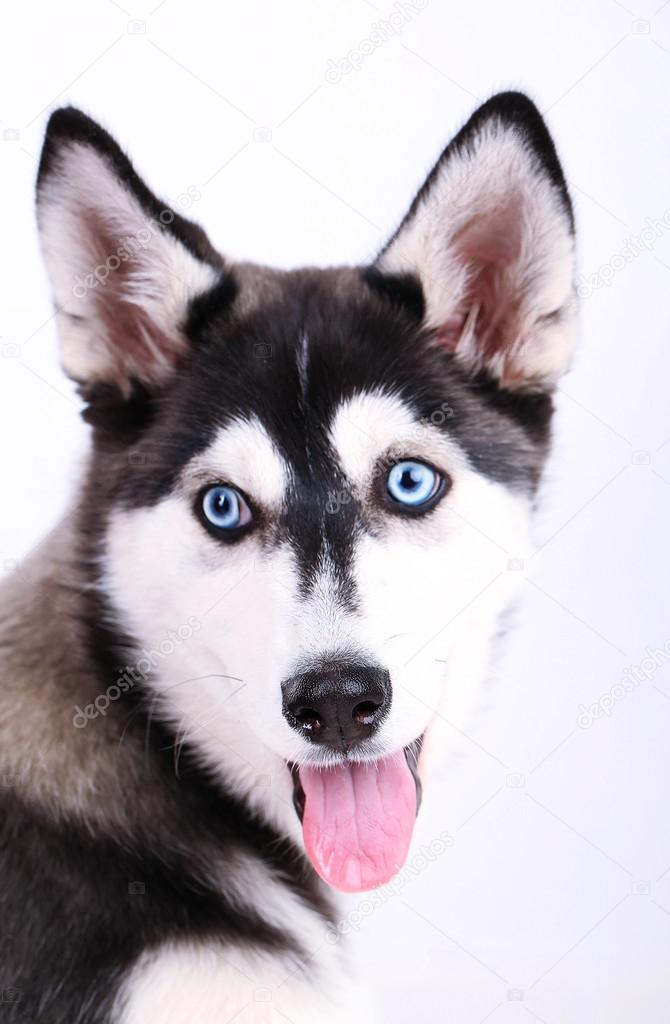 Beautiful cute husky puppy, close up