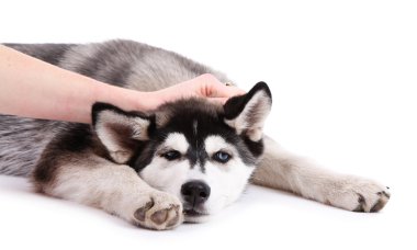 beyaz izole güzel şirin husky köpek