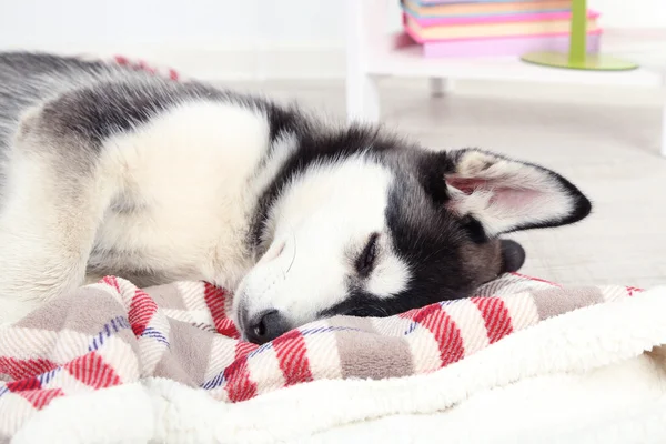 部屋に美しいかわいいハスキーの子犬 — ストック写真