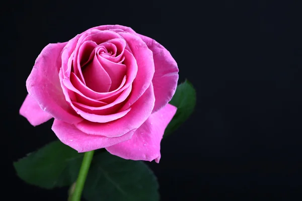 Rosa Rose isoliert auf schwarz — Stockfoto