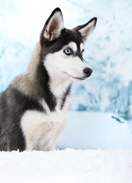 Krásné roztomilé štěně husky, na zimní pozadí — Stock fotografie