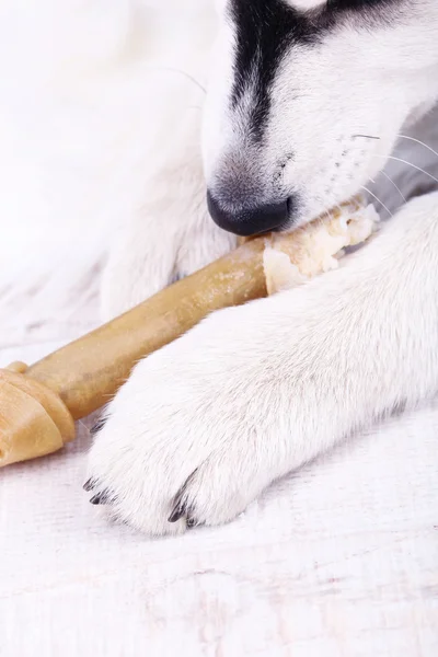 Hermoso lindo cachorro husky, de cerca —  Fotos de Stock
