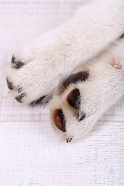 Lindo bonito husky patas, close-up — Fotografia de Stock