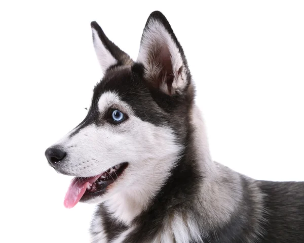 Bellissimo cucciolo husky carino, isolato su bianco — Foto Stock