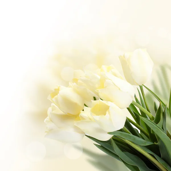 Beautiful white tulips on bright background — Stock Photo, Image