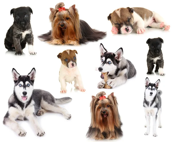 Collage verschiedener Hunde isoliert auf weiß — Stockfoto
