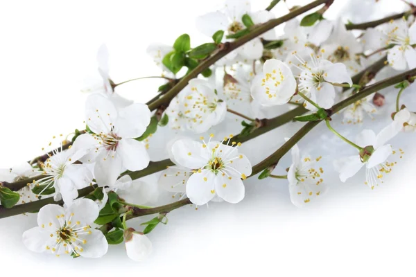 Vackra körsbärsblommor isolerad på vit — Stockfoto