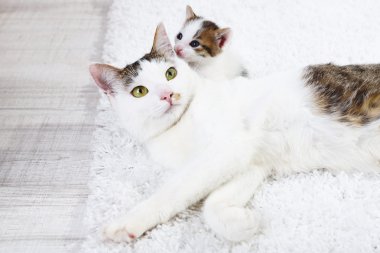 şirin anne kedi ve kedicik