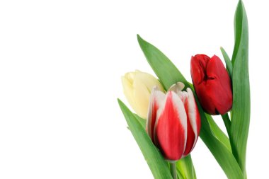 güzel Lale beyaz izole