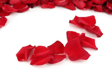 beyaz izole güzel kırmızı gül yaprakları